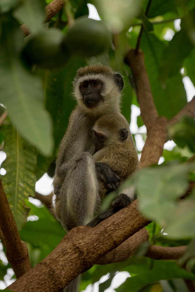 Monkeyland Tour